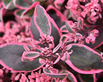 Sedum dreamdazzler