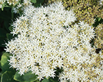 Sedum spectabile iceberg