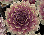 Sempervivum bigsampurplequartz