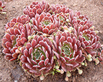 Sempervivum redwing