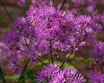 Thalictrum blackstockings