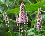 Veronica longifolia firstchoise