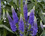 Veronica longifolia firstglory