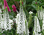 Veronica longifolia firstlady