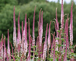 Veronicastrum virginicum erica