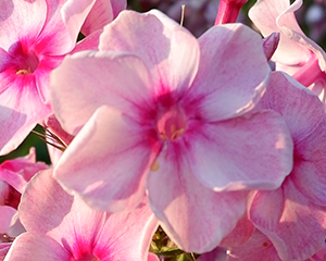 Floksis platlapu 'Hercules'