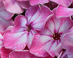 Phlox pan hercules