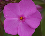 Phlox mac rosalinde