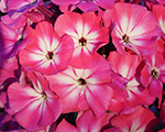 Phlox pan alexandra