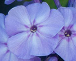 Phlox pan blueboy