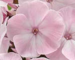 Phlox pan helena