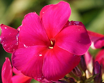 Phlox pan kirchenfurst