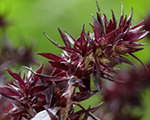 Phlox pan sweetsummerfiction