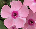 Phlox pan sweetsummerqueen