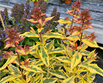 Phlox pan warsawsunrise