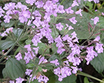 Calamintha nepeta bluecloud