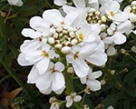 Iberis sempervirens nevina