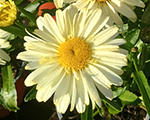 Leucanthemum lacreme