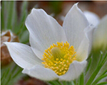 Pulsatilla vulgaris pulsarwhite