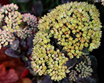 Sedum telephium seductiongreenyellow