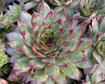 Sempervivum bronco