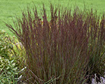 Andropogon scoparius smokesignal