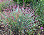 Andropogon scoparius standingovation