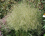 Deschampsia cespitosa goldtau