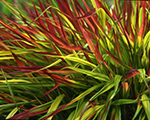 Hakonechloa macra mulledwine