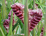 Miscanthus sinensis boucle