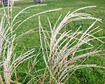 Miscanthus sinensis federweiser