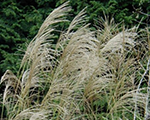 Miscanthus sinensis grossefont%c3%a4ne