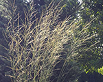 Molinia arundinacea windsaule