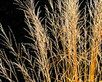 Molinia arundinacea windspiel