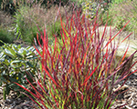 Panicum virgatum sangria