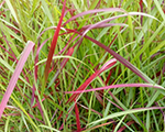 Panicum virgatum warrior
