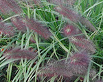 Pennisetum alopecuroides nationalarboretum