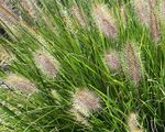 Pennisetum alopecuroides weserbergland