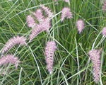 Pennisetum orientalis flamingo