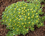 Azorella trifurcata