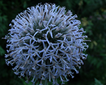 Echinops sphaerocephalus