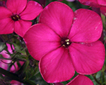 Phlox pan wildcat