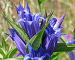 Gentiana asclepiadea