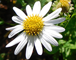 Kalimeris incisa alba