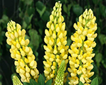 Lupinus polyphyllus lupiniyellow