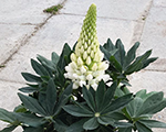 Lupinus polyphyllus lupiniwhite