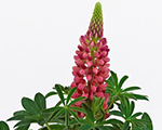Lupinus polyphyllus lupinired