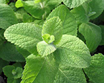 Mentha rotundifolia