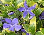 Vinca minor aureomarginata