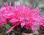 Monarda didyma cranberrylace